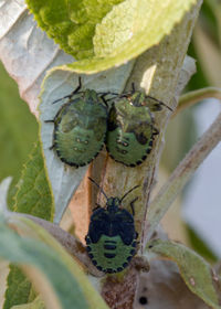 Close-up of insect on plant