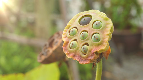 Close up lotus seed pod in pond