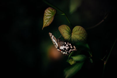 Close-up of butterfly on leaf