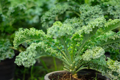 Close-up of fresh green plant