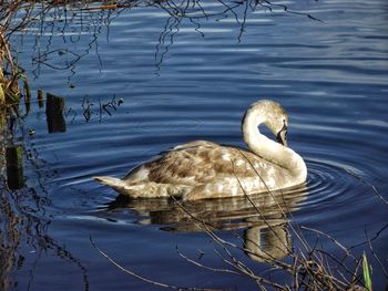 View of birds in water