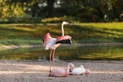 View of birds in lake