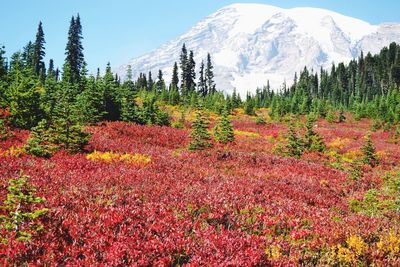 Scenic view of mountains