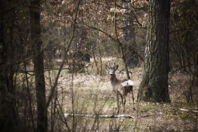 Deer in a forest