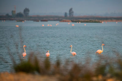 Birds in water against sky