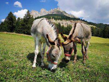 View of an animal on field