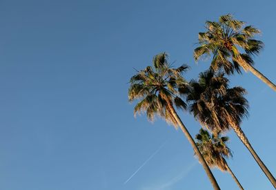 Low angle view of trees against clear blue sky