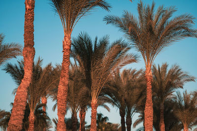 Low angle view of palm trees against sky