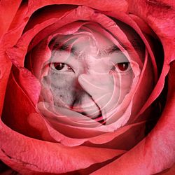 Close-up portrait of a red rose flower