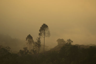 Scenic view of trees on landscape against sky during sunset