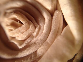 Extreme close up of white rose