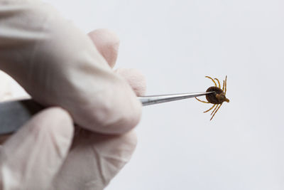 Close-up of insect on hand