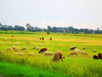 Flock of sheep on grassy field