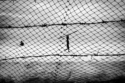 Bird on chainlink fence against sky