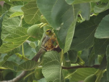 Close-up of leaves