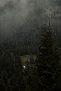 View of a forest