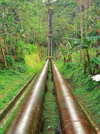 View of bamboo trees in forest