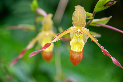 Close-up of yellow flowering plant