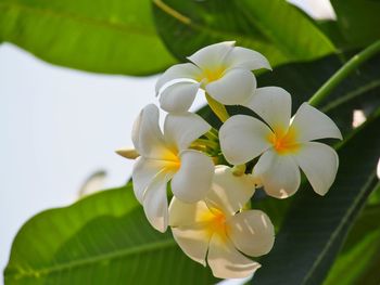 Close-up of flowers blooming outdoors