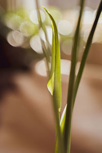 Close-up of green plant