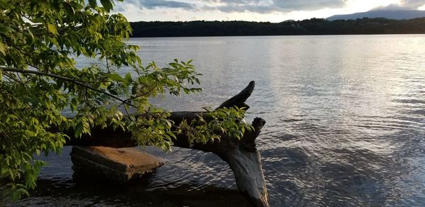 View of a bird in lake