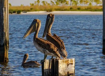 Close-up of pelican perching on wooden post in lake