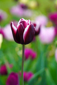 Close-up of pink tulip