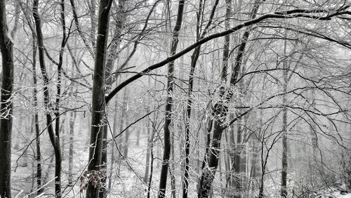 Bare trees in forest