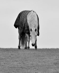 Cow grazing on field against clear sky