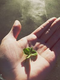 Close-up of hand holding insect on plant