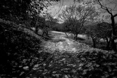 Bare trees against sky