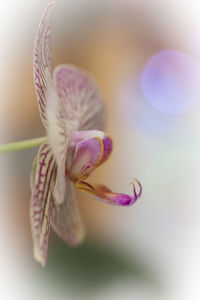 Close-up of insect on purple flower