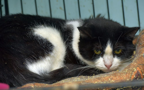 Close-up of cat resting