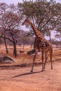 View of giraffe on field