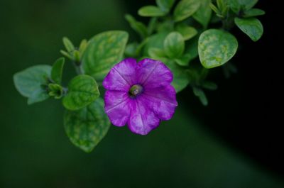 Close-up of purple flowers blooming outdoors