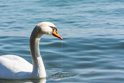 Swan with dripping water at lake