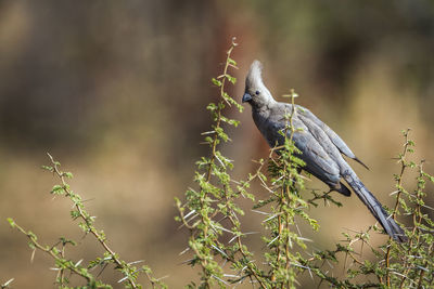 Close-up of bird perching on plant