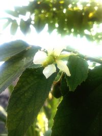 Close-up of flowering plant