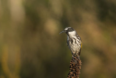 Close-up of bird perching on plant