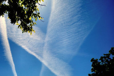 Low angle view of trees against blue sky