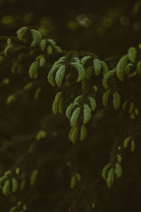 High angle view of plants growing outdoors at night