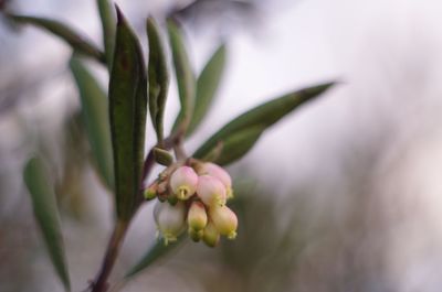 Close-up of flower buds growing outdoors