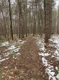 Trees growing in forest