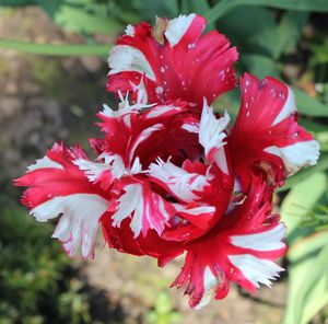 Close-up of red flowers