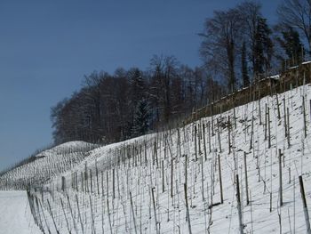 Dry vineyard against clear sky during winter