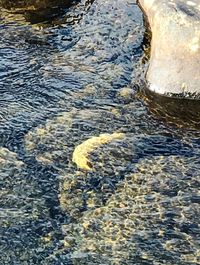 High angle view of crab in sea