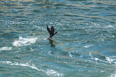 People jumping in sea