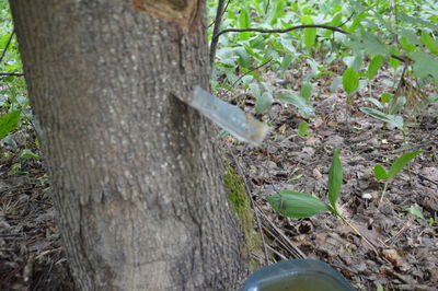 High angle view of lizard on tree trunk