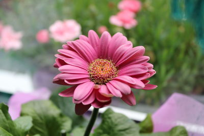 Close-up of pink flower