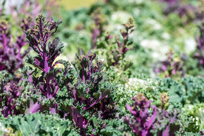 Close-up of purple flowering plants in garden